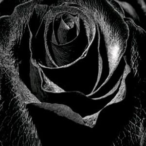 Meet your Posher, Nivole